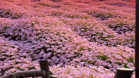 The flowers