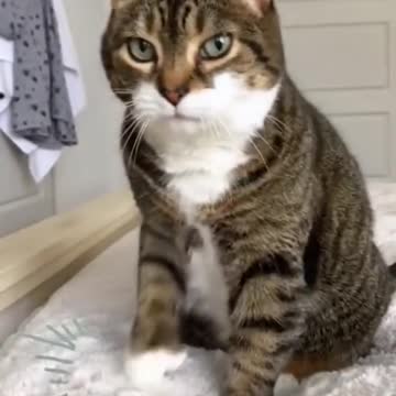 Here's A Collection Of Cute Cats Doing The Most Random Things