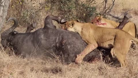 3 Lions Bring Down Buffalo In Epic Battle Not For Sensitive Viewers