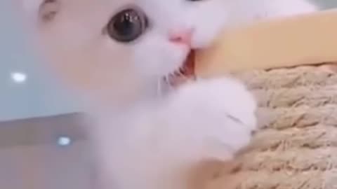 MOST CUTE CAT