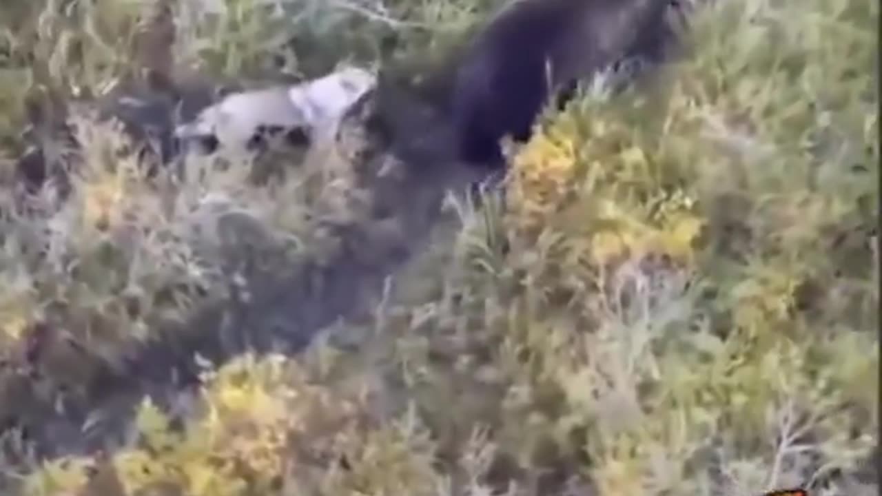 Husky dog decides the bear life is the good life!