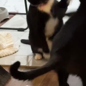 Zahra and Max bickering like married people again 😾