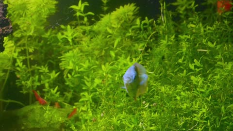 dancing fish in the beautiful sea
