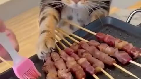 Cat and dog video funny 🤣