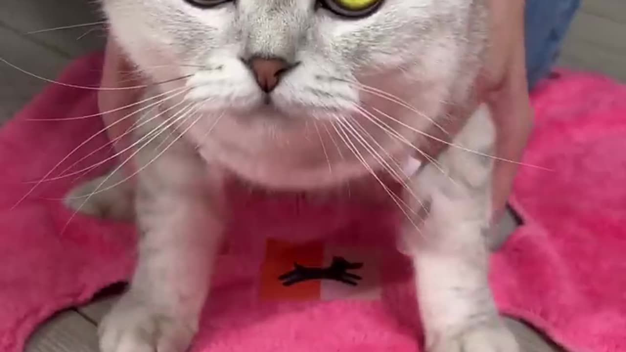 How to trim your cat's claws😻🔥