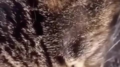 Singing cat video