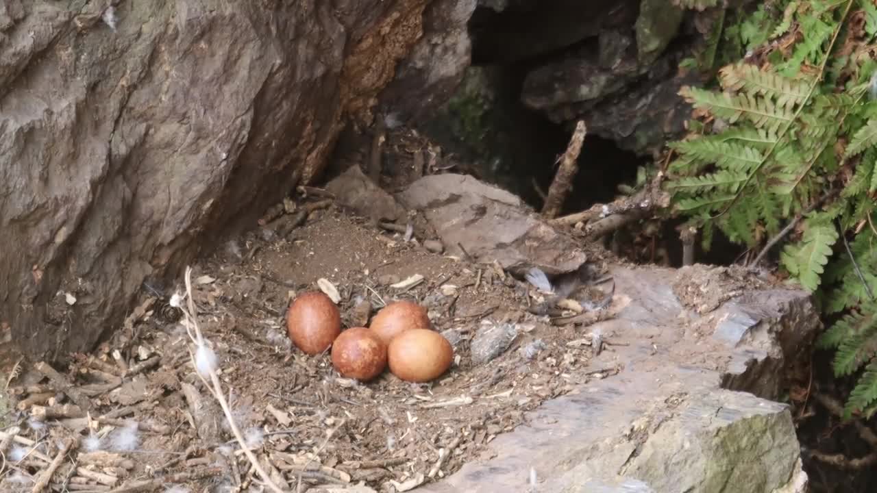 Peregrine Falcon Nesting 4k HQ