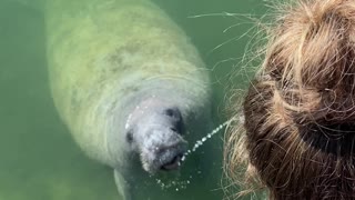 Manatee Thirsty for Bottled Water