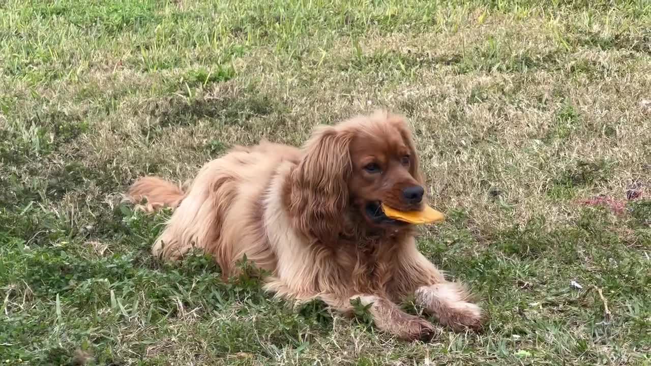 Kelton, the Golden Retriever Cocker Spaniel, excited about his new treat.