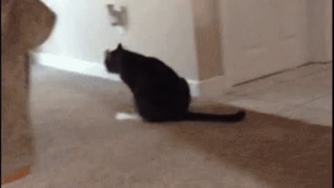 Gif video of cat dragging its butt on the ground