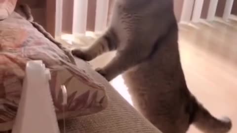 Funny moments from the life of cats and dogs