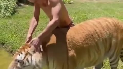 Funny Animals videos