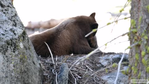 Mother Black Bear & Her Adorable Bear Cub in Sequoia National Park - California