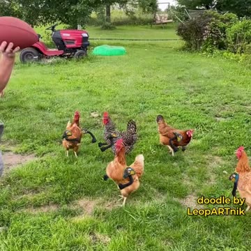 Discover the World’s Most Beautiful Birds