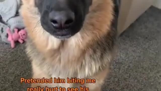 Shocked Dog Reaction Makes You Laugh!