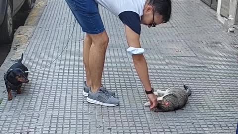 Cat Lies in the Middle of Sidewalk