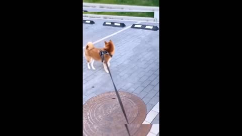 Animal funny video viral video