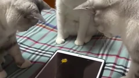 CAT PLAYING WITH TAB
