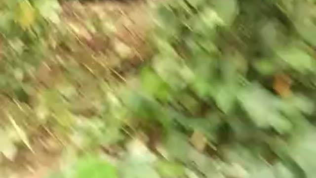 Tractor Catching Giant Snake #short #viral