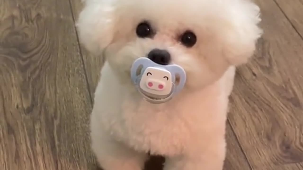 Cutedog
