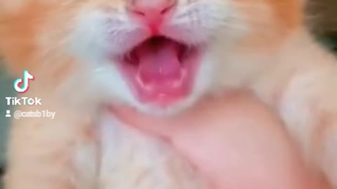 Cute cat videos funny videos