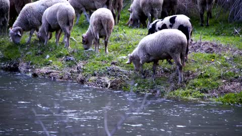 Sheep grazing by a river