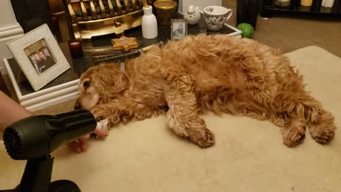 Cocker spaniel loves her Christmas present