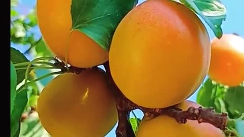 Apricot