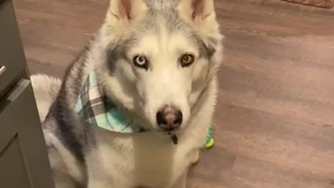 Stubborn Husky is master manipulator