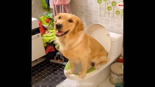Funny video of cat and dogs!