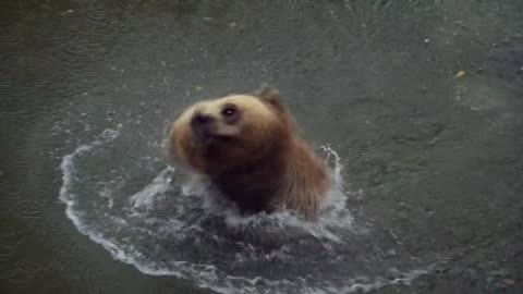 Beautifull bear bath in the forrest !!!!!