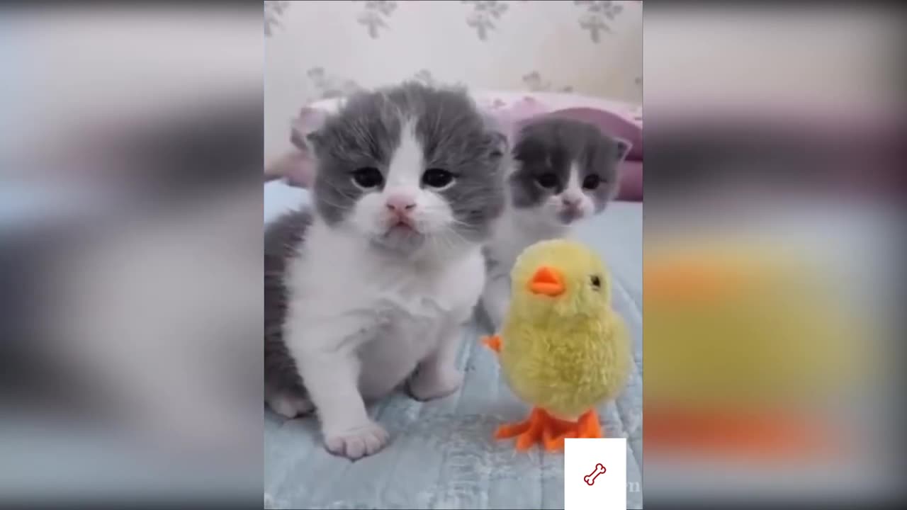 Cutest Animals Ever funny animals videos (COMPILATION)