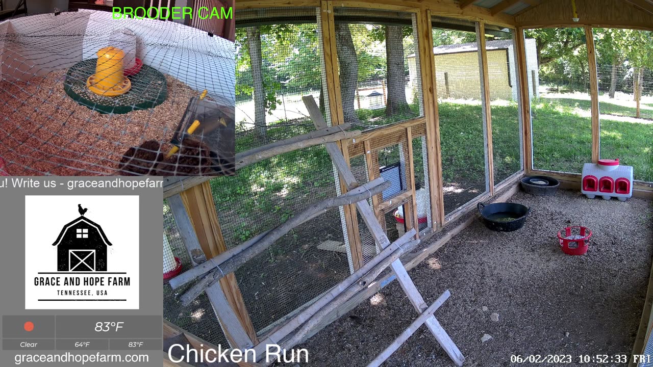 Live Chicken Cameras from Tennessee | New Chicks and Goslings