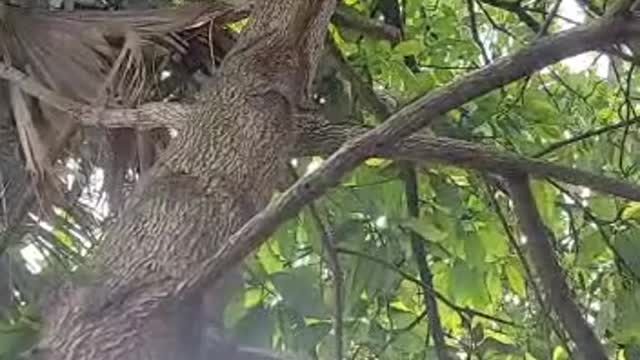 Kitty Suddenly Jumps from Tree to Owner