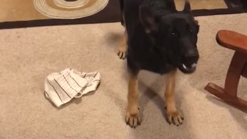 German Shepherd freaks out!!!