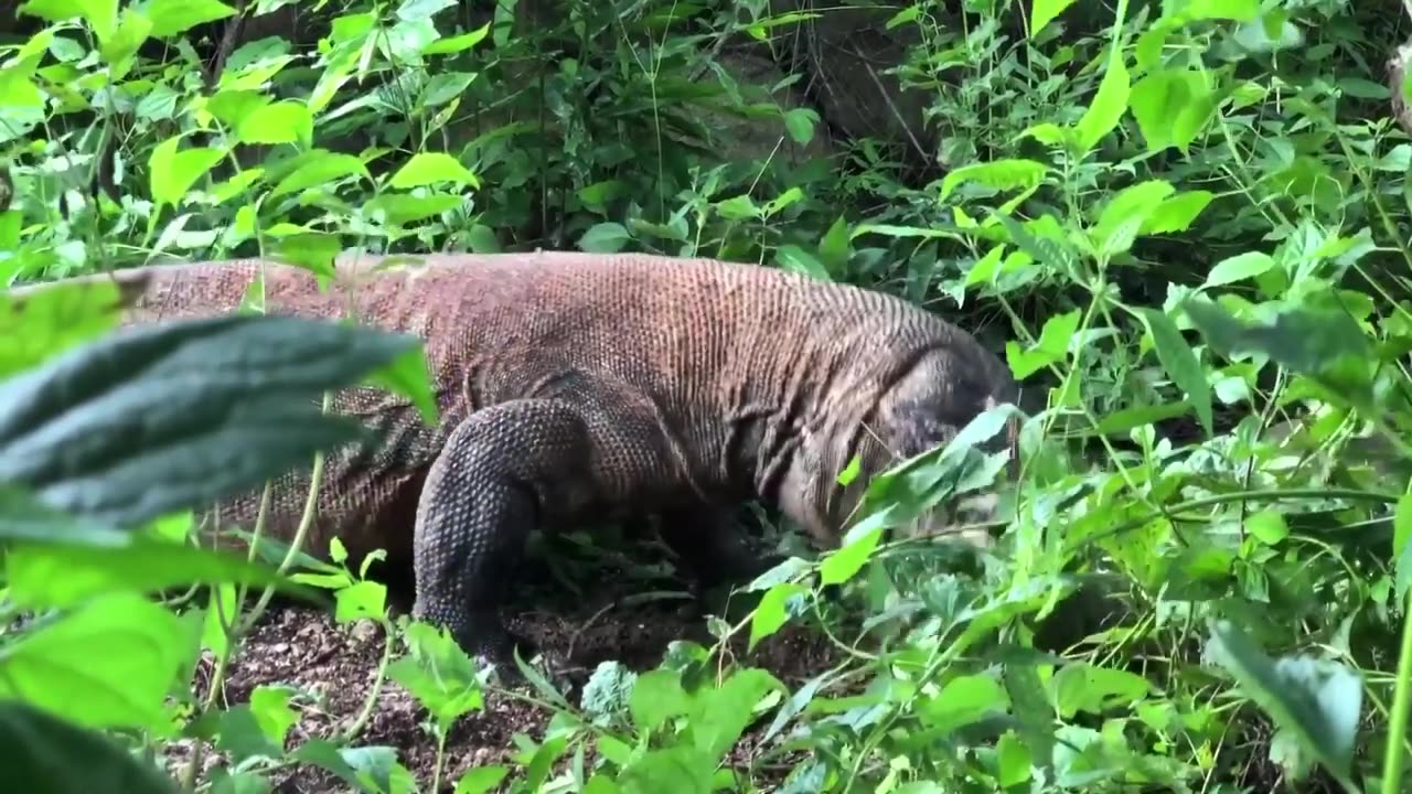 Wild Animals || Komodo Dragon Swallows goats in water ||