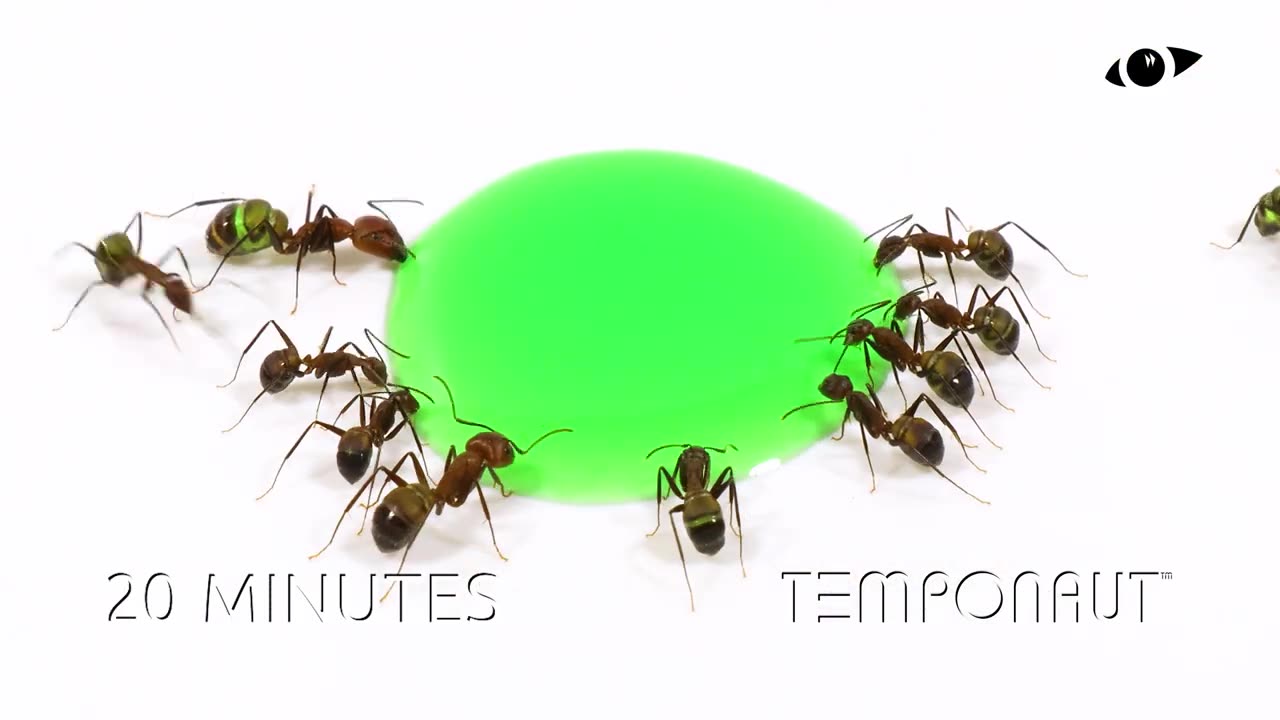 Ants Drinking Green Liquid Candy Timelapse