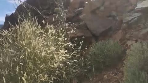 Watch Mountain's Flowers.