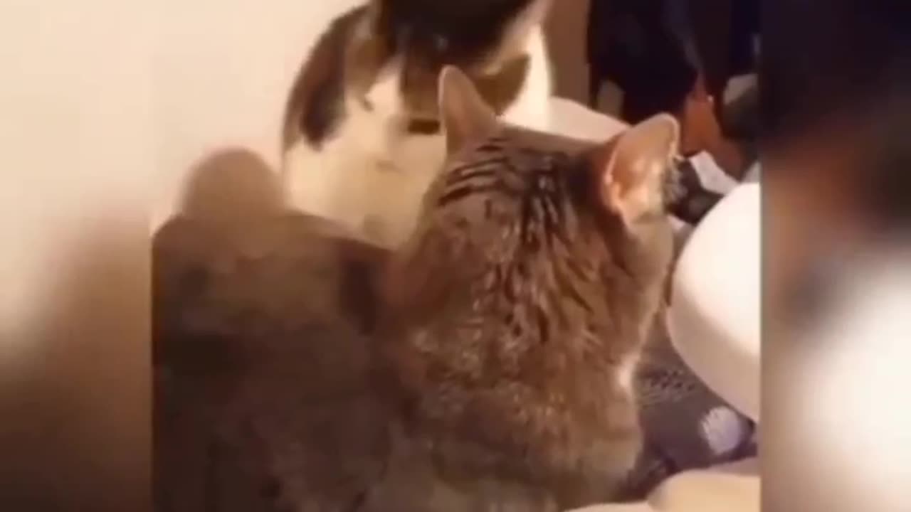 Comedy cat video