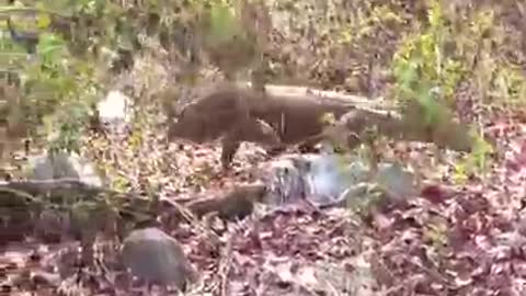 Komodo dragon swallowed goat...