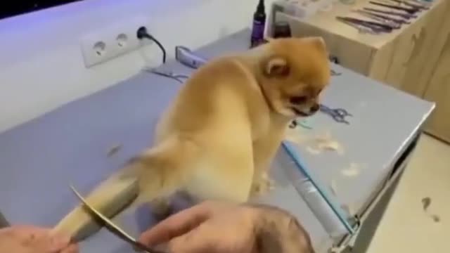 Funny dog video