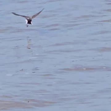 White wagtail flies away in slow motion / beautiful bird in slow motion.
