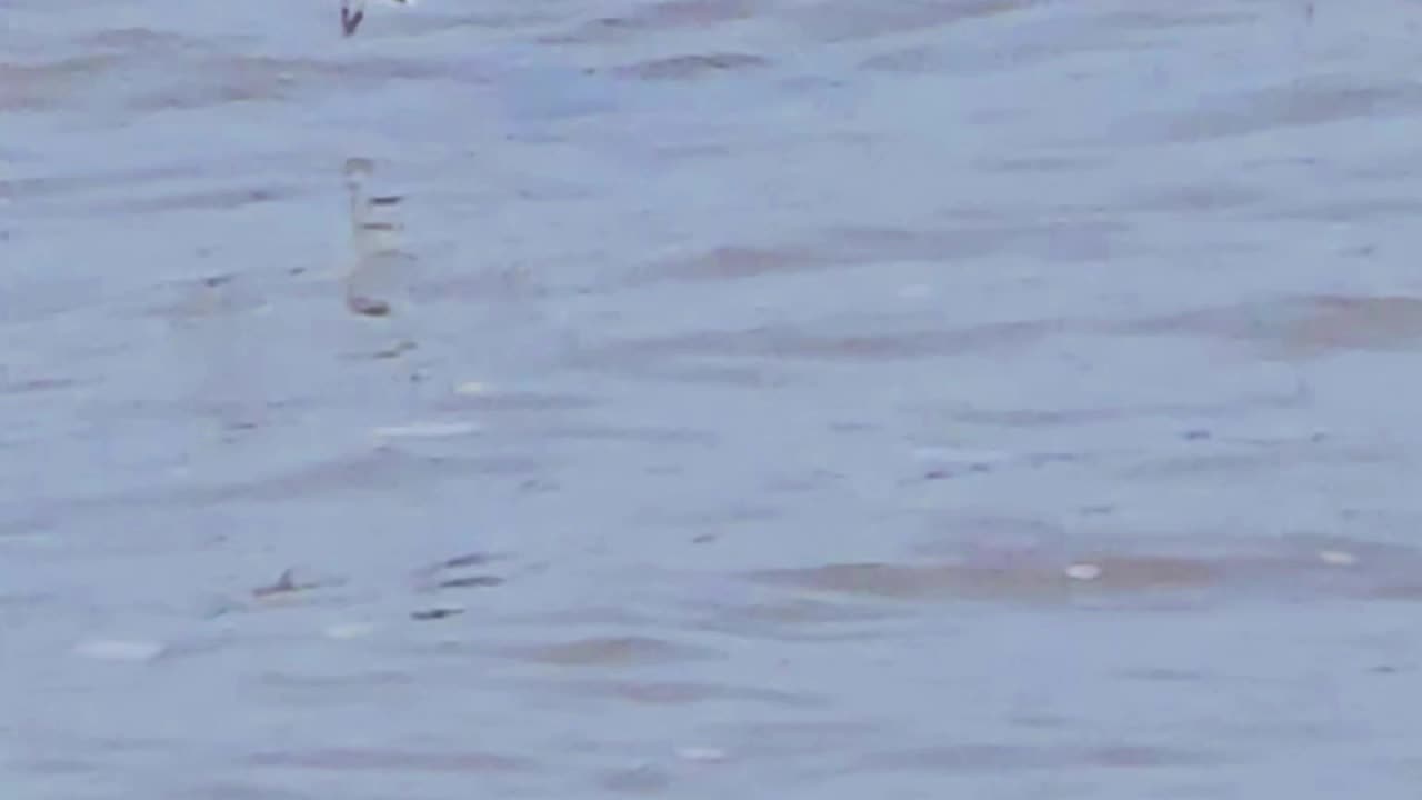 White wagtail flies away in slow motion / beautiful bird in slow motion.