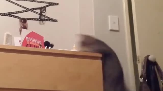 Cat Jumping Fails 2021!!!!