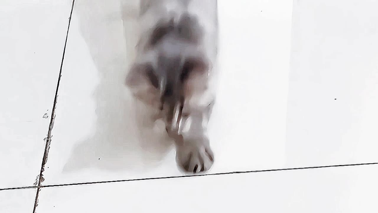 Yin 😺 Playing with Coin