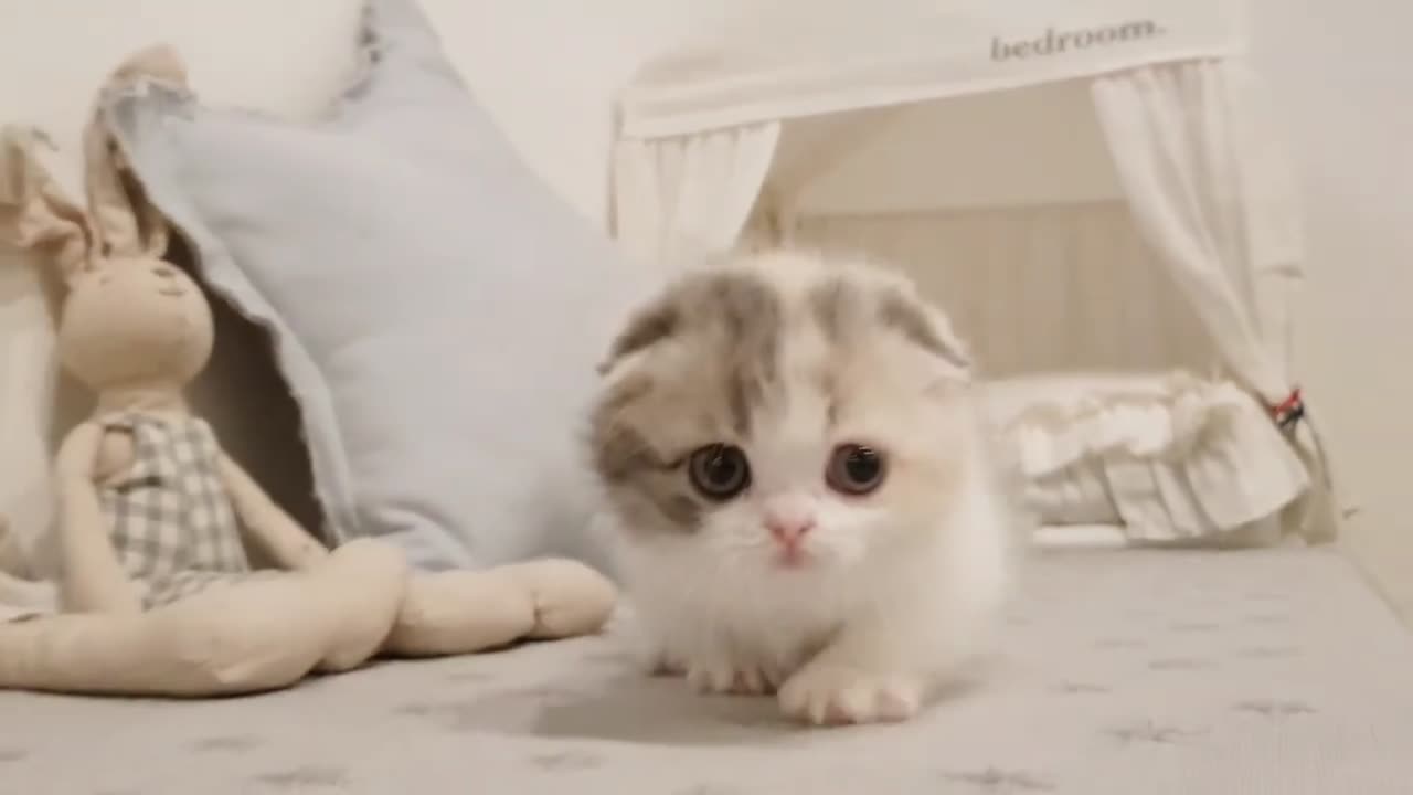 Cute kitten video short leg cat pets trainer 🐱