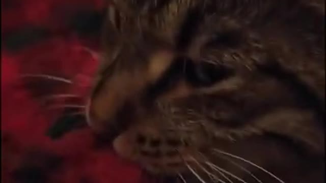 Funny Cats | Cute Cats | Funny Animals