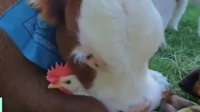 🐨🐼🐰🦊🐮🐷🦓🐴🐸🦕🐢🐕