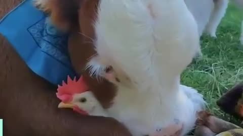 🐨🐼🐰🦊🐮🐷🦓🐴🐸🦕🐢🐕