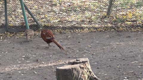 PHEASANT